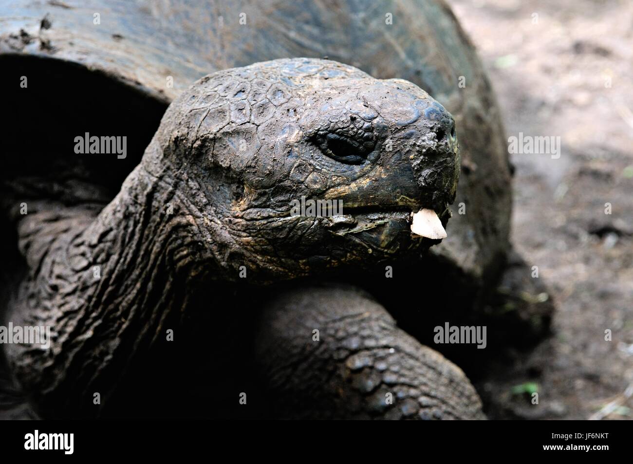 Old giant tortoise Galapagos Islands Ecuador Stock Photo