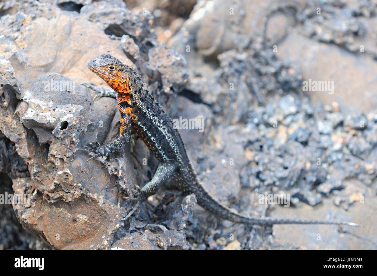 lava lizard Galapagos Islands Stock Photo