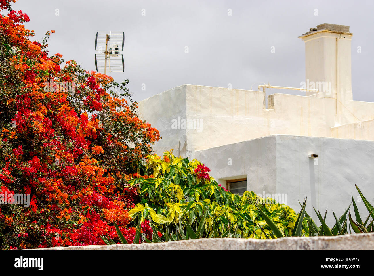 Exotic walled garden with bougainvillea on Lanzarote, Spain. Stock Photo