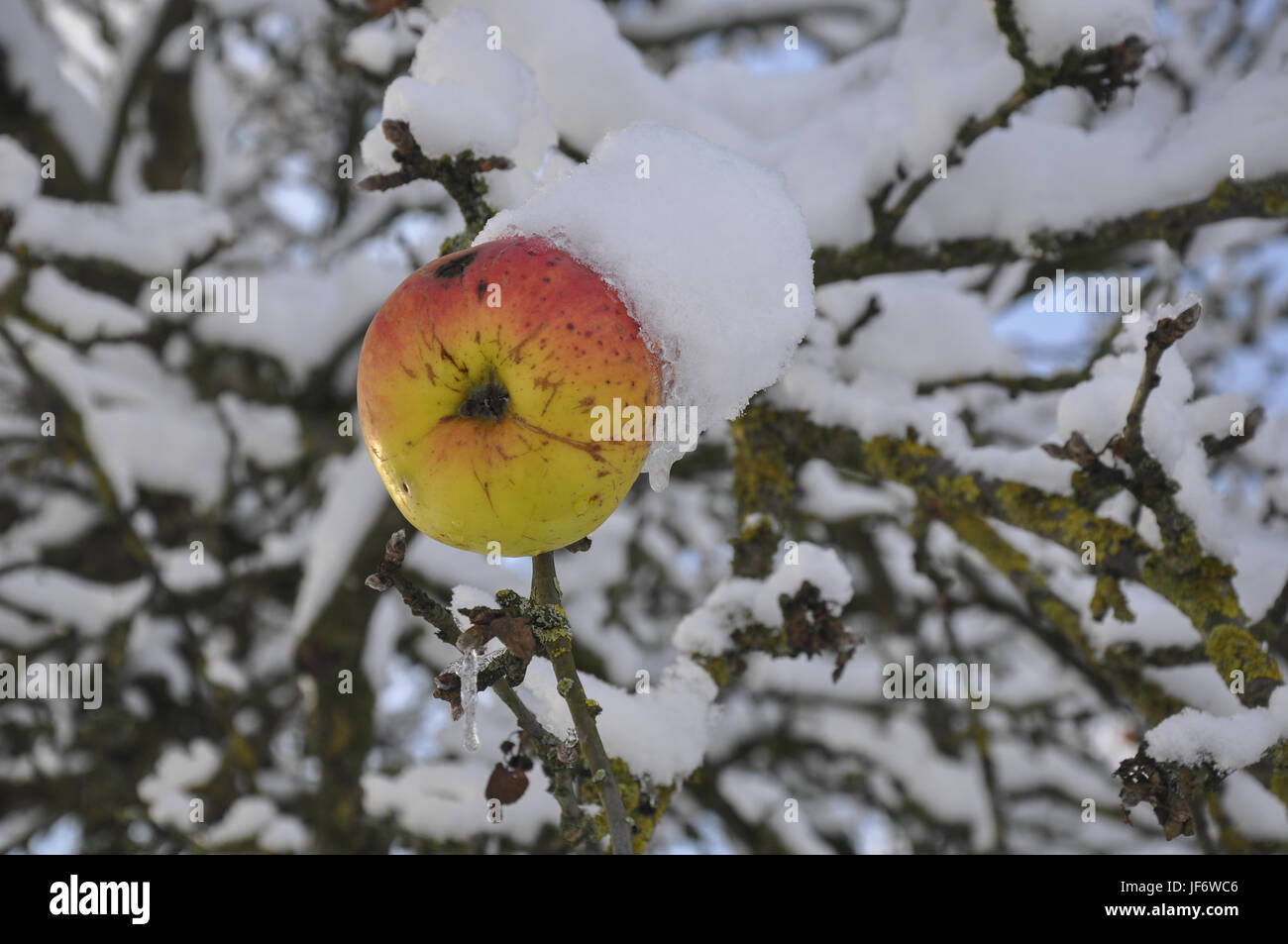 Apples covered with snow, Germany Stock Photo