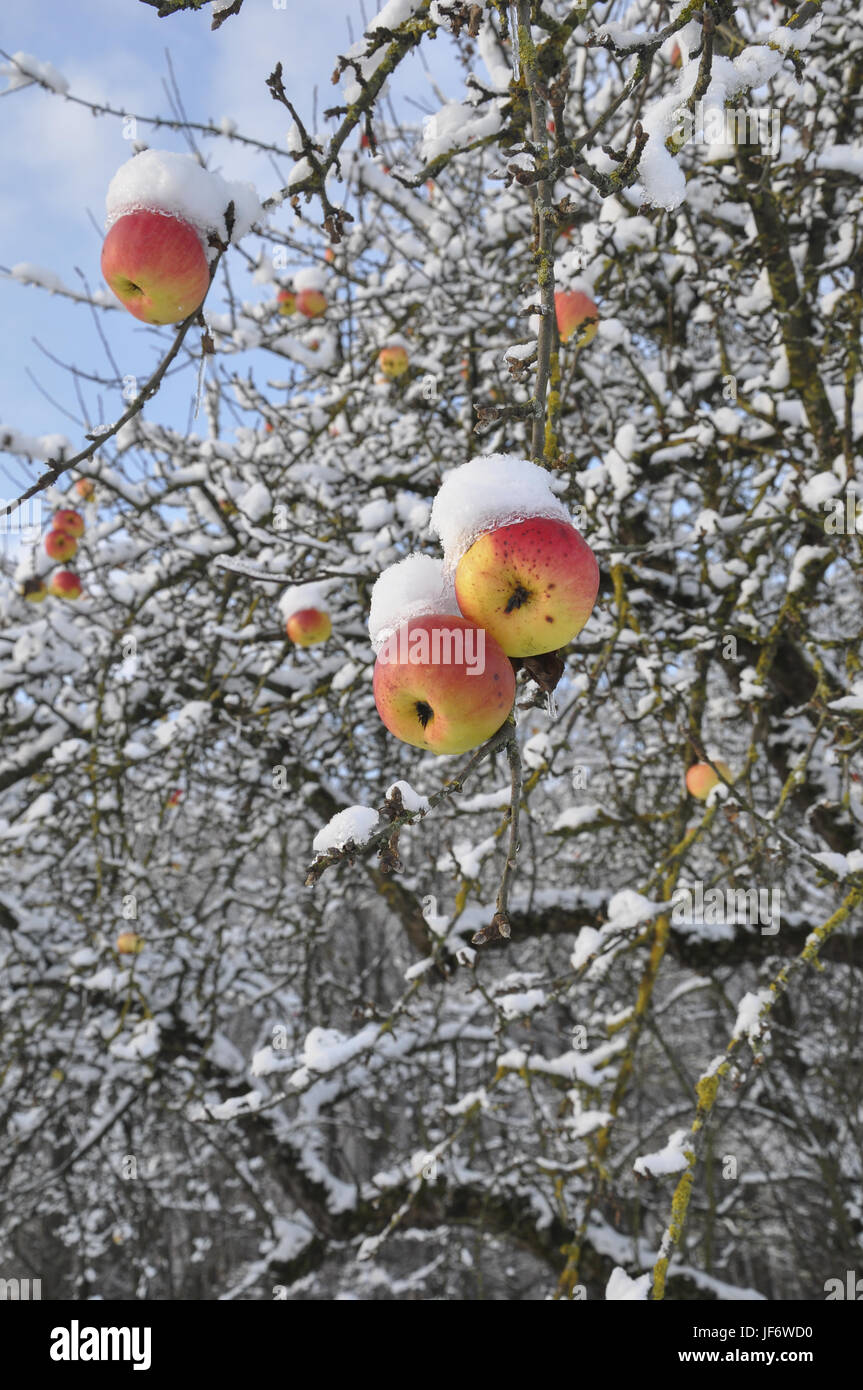 Apples covered with snow, Germany Stock Photo Alamy