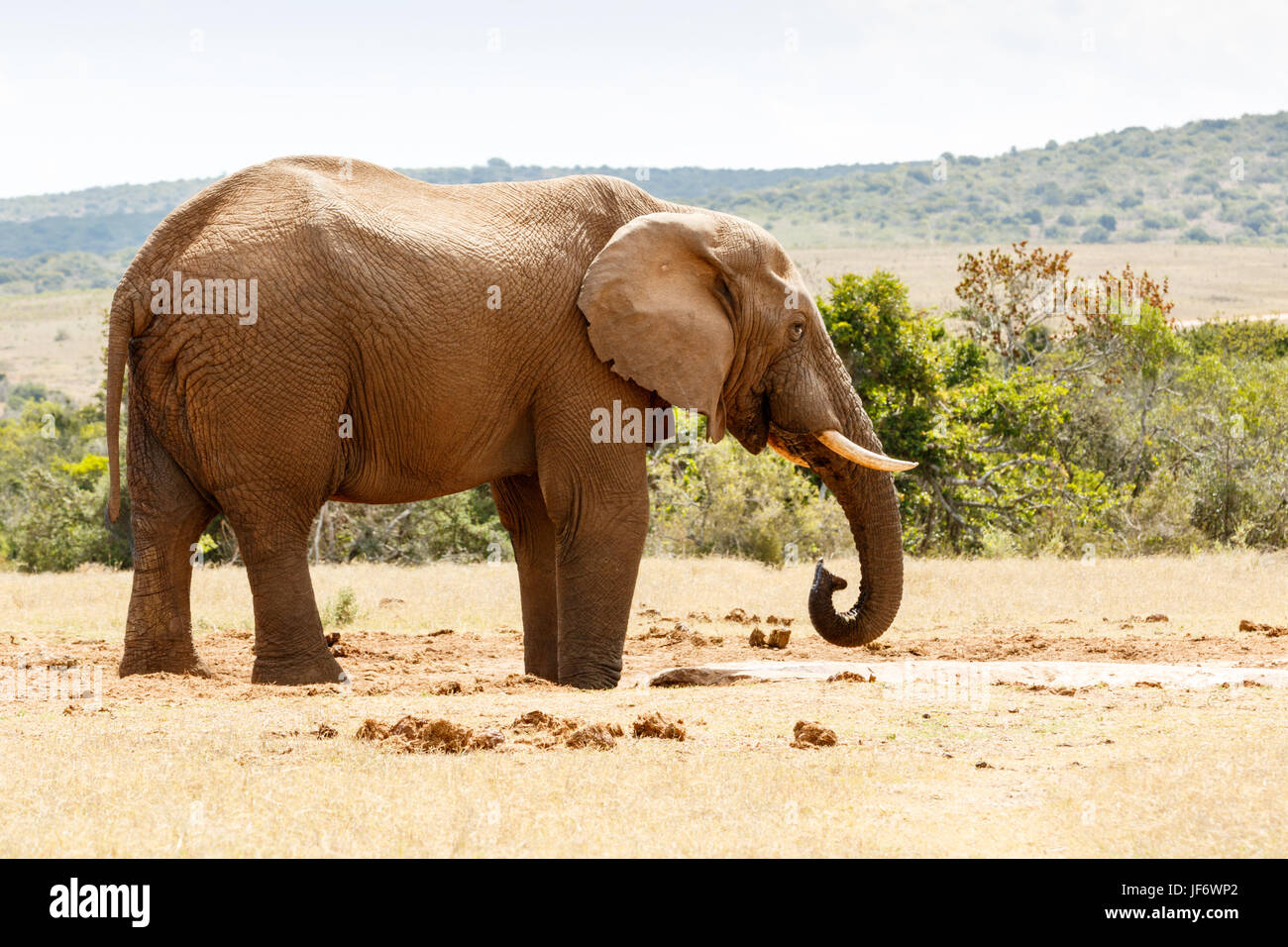 African Bush Elephant Drinking some Water Stock Photo