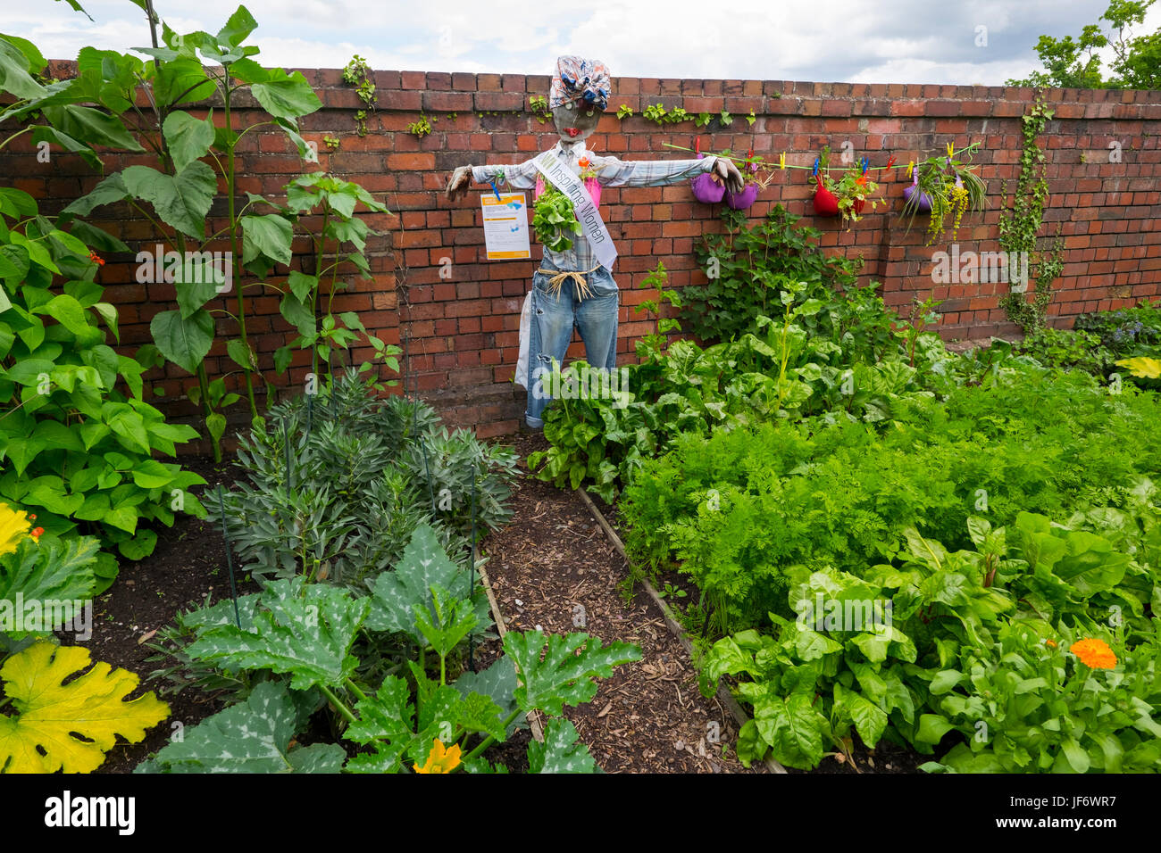 A scarecrow guarding vegetables in a Womens Institute garden at Bridgnorth, Shropshire, England, UK Stock Photo