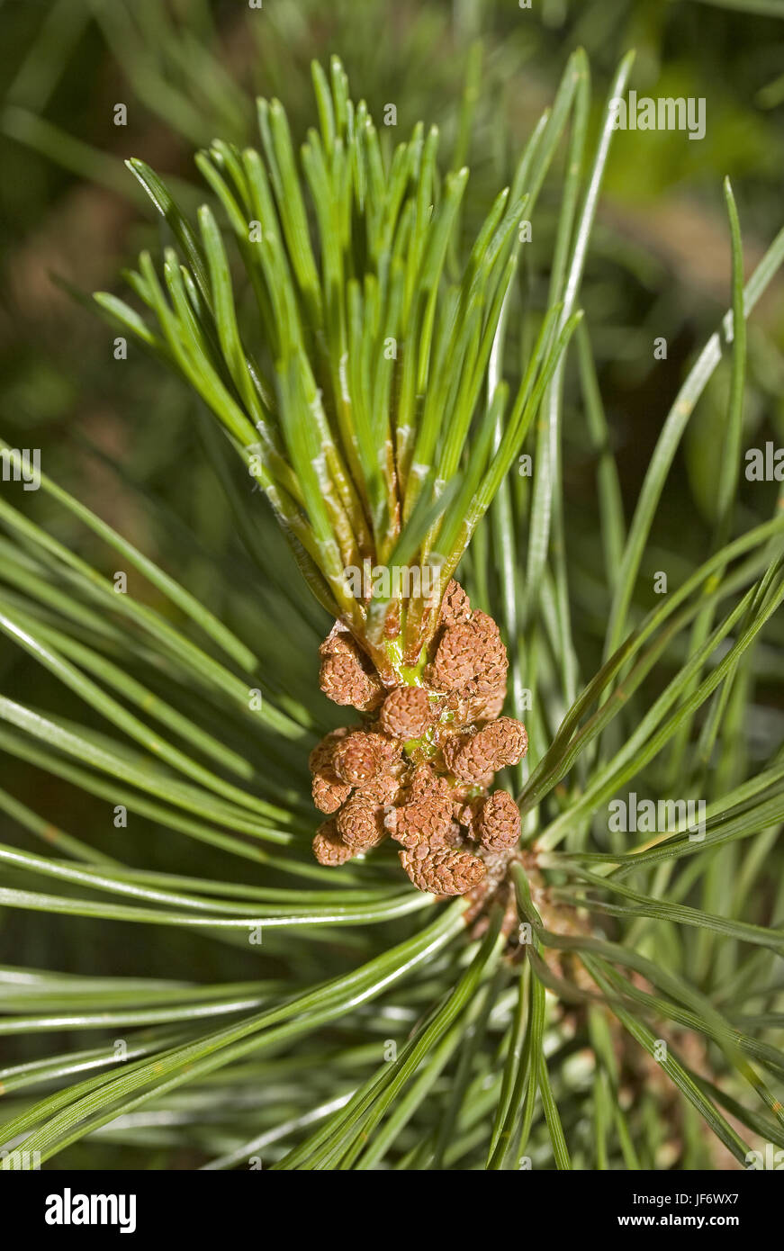 Pine brunch Pinus spec. Stock Photo