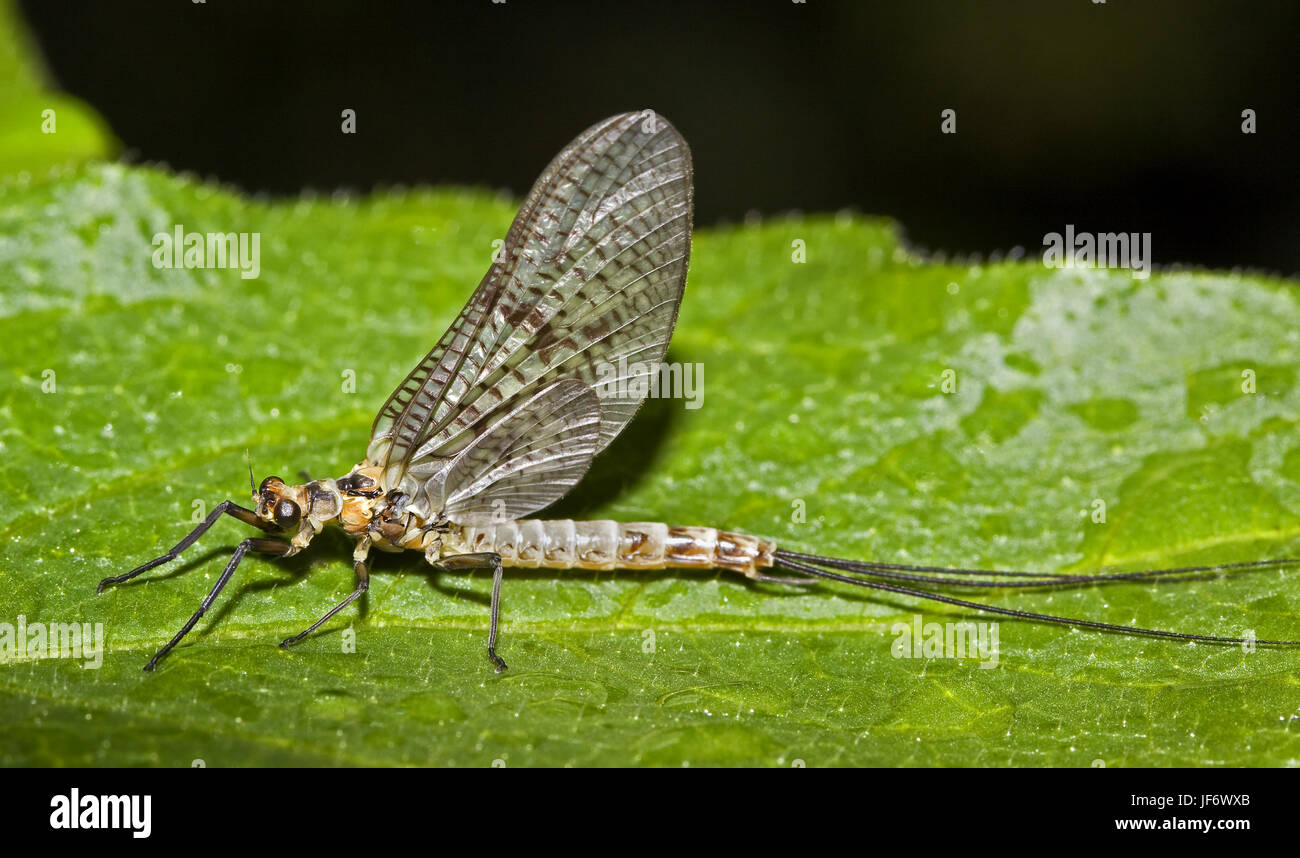 Mayfly Ephemera danica Stock Photo