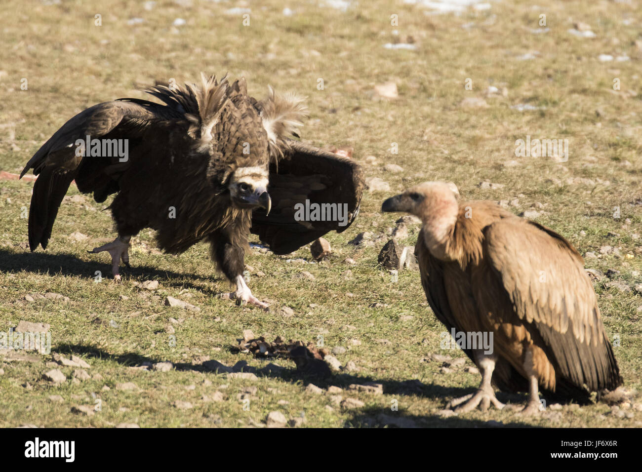 Visual Comparisons Page 24 Carnivora