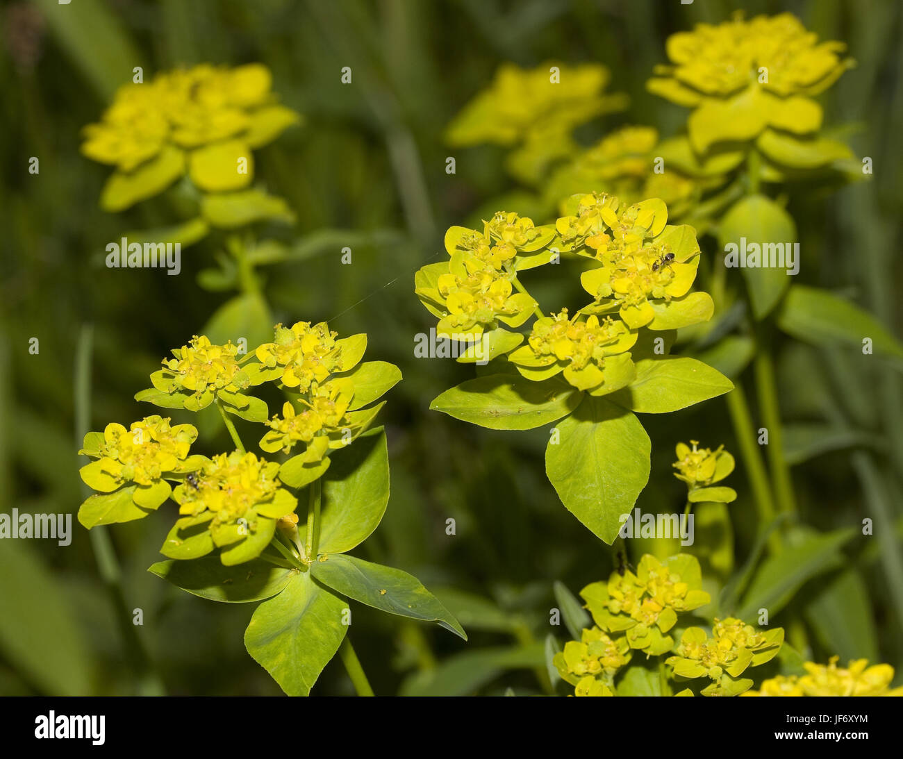 Wart spurge Euphorbia verrucosa Stock Photo
