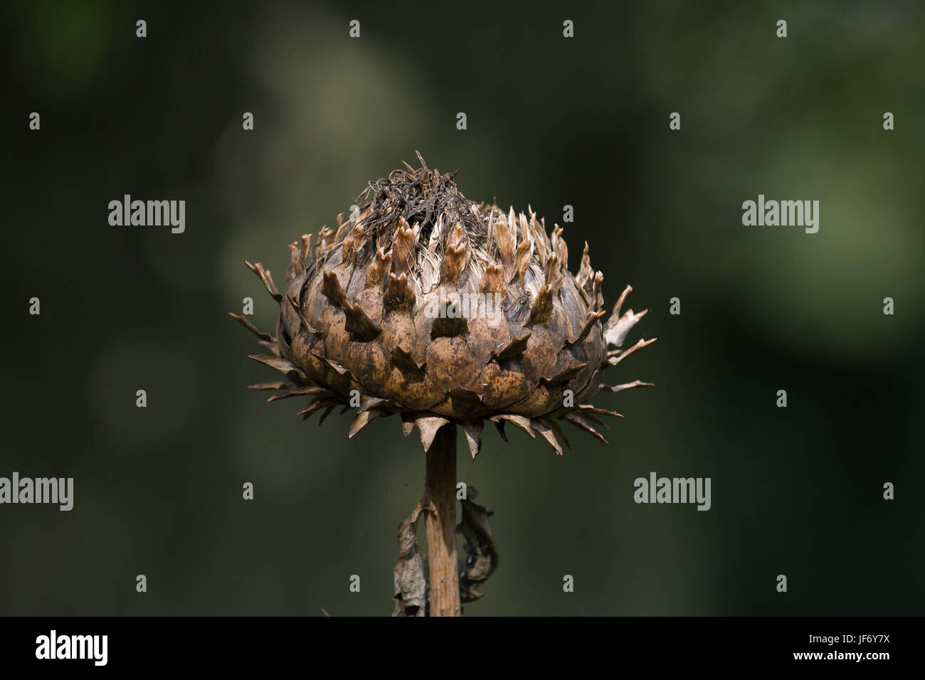 Globe Artichoke Seed Head Stock Photo Alamy