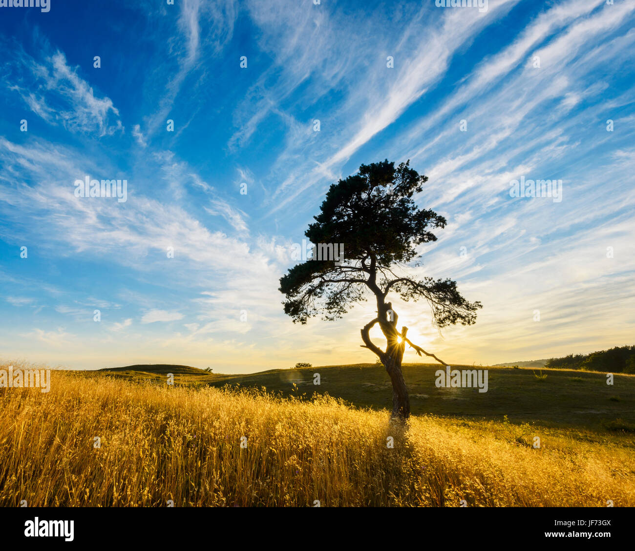 Pine tree in field at sunset Stock Photo