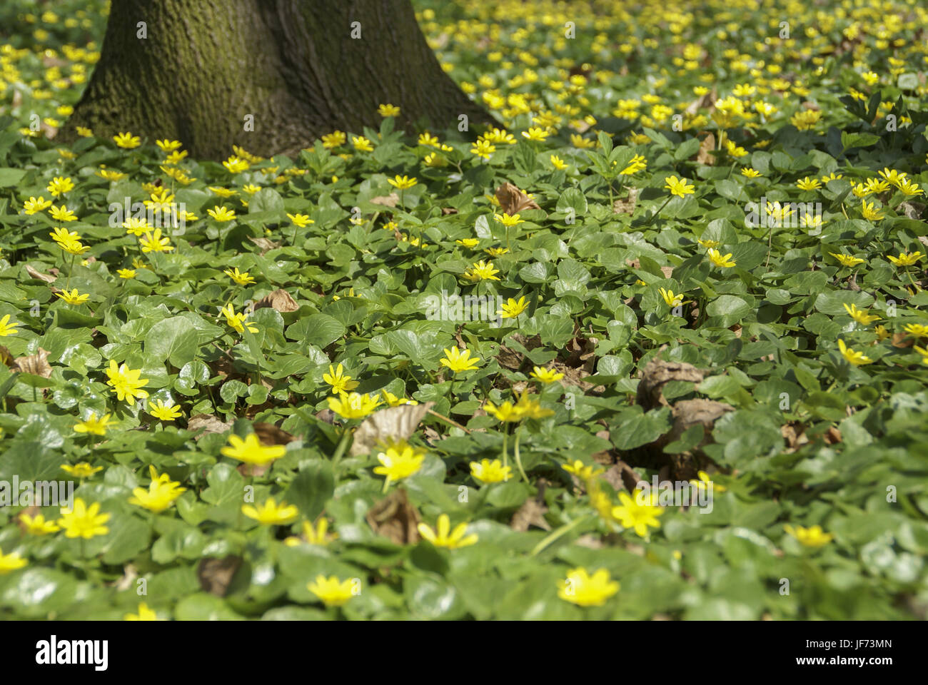 Blooming Celandine, Nuremberg, Bavaria Stock Photo