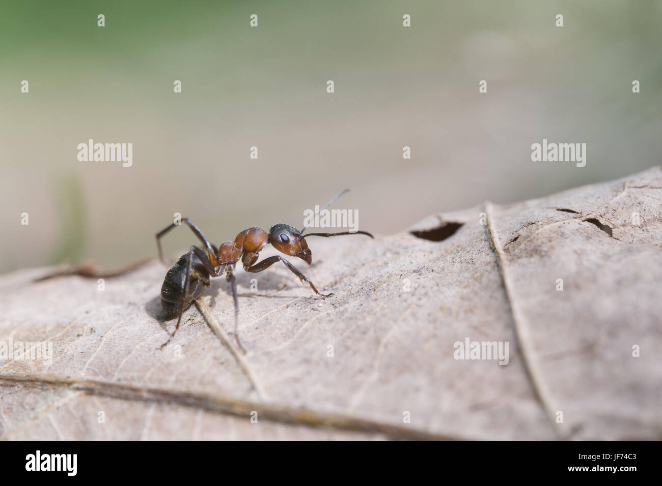 Red wood ant, Formica rufa Stock Photo