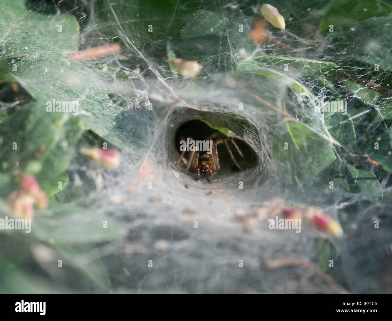 Scientist uses tiny trackers to keep tabs on funnel-web spiders : The  Tribune India