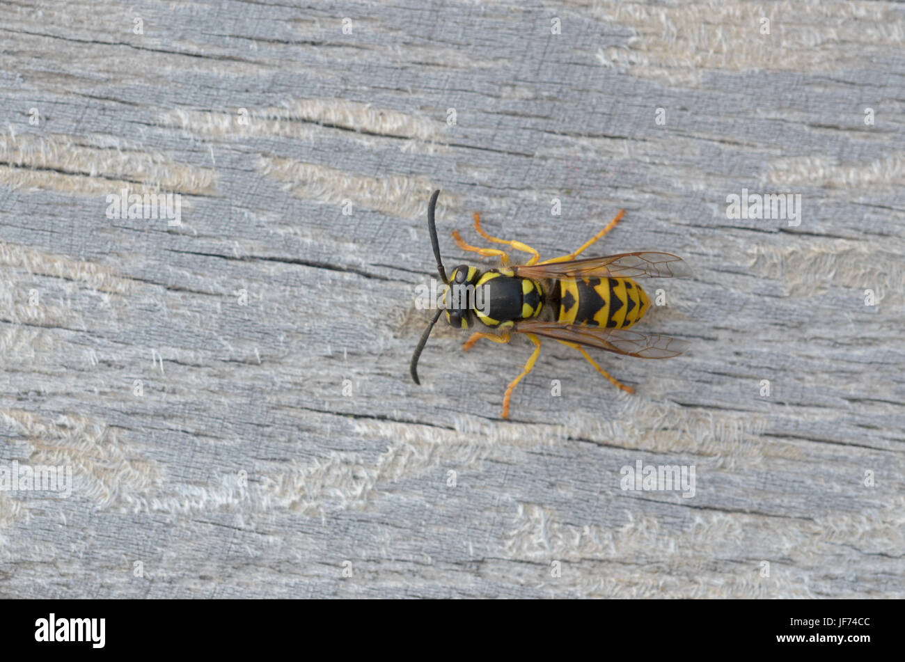 German wasp, Vespula germanica Stock Photo