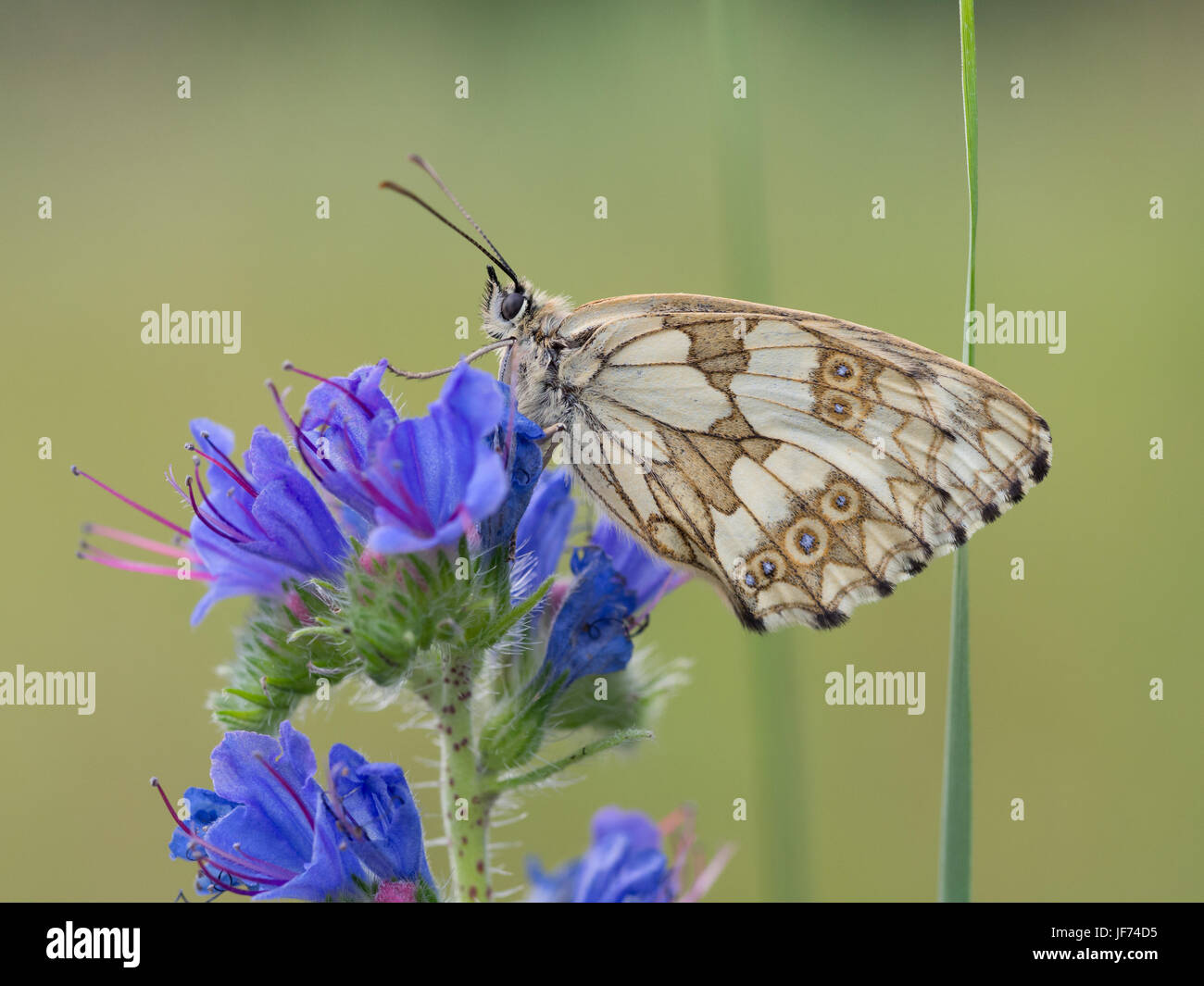 Marbled white, Melanargia galathea Stock Photo