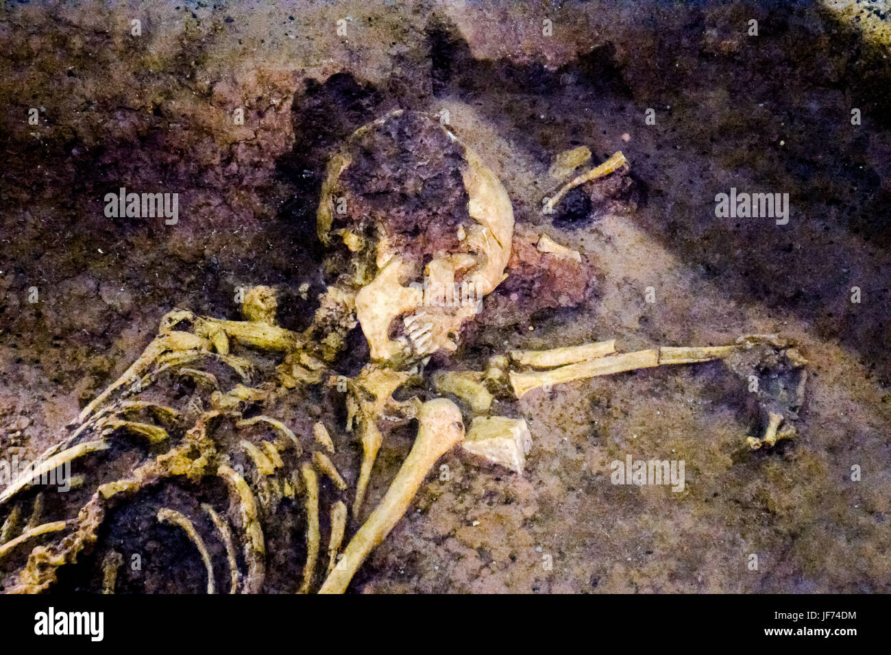 Archaeological find skeleton of human being Stock Photo