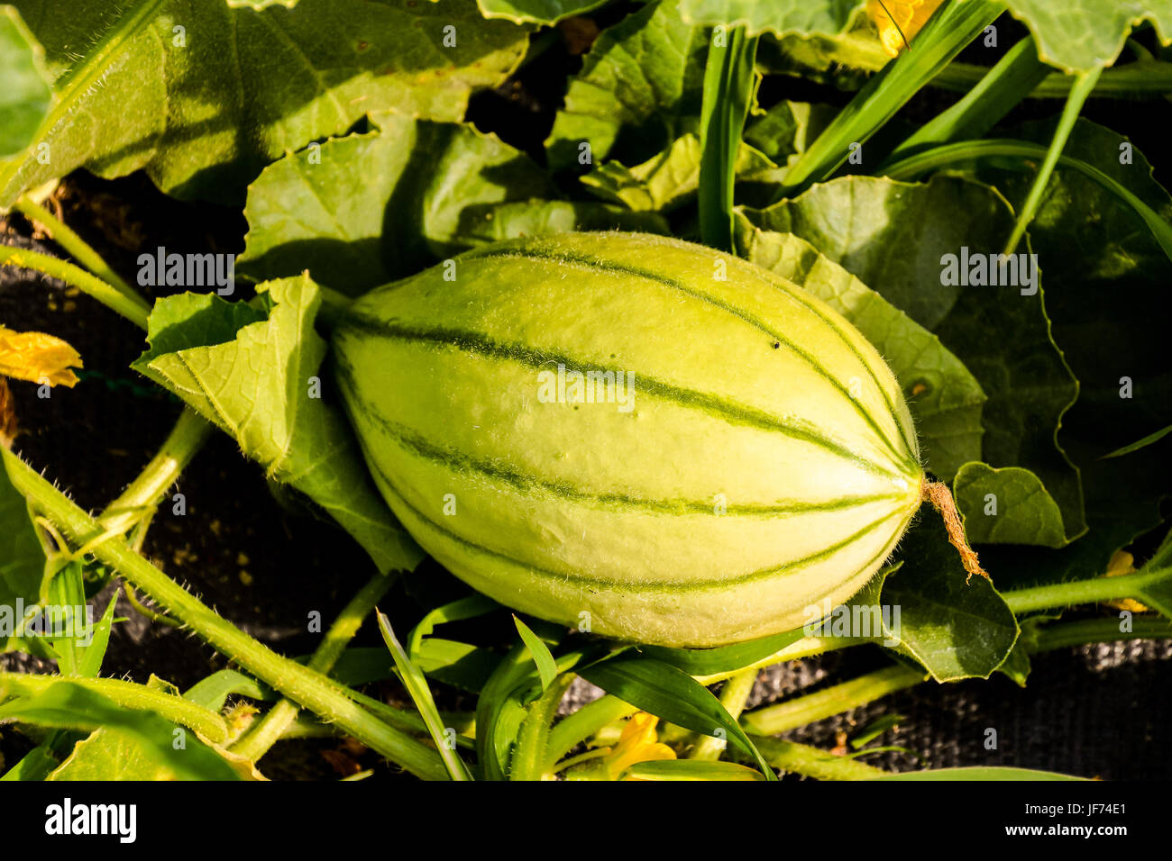 Melon plant in a vegetable garden Stock Photo Alamy