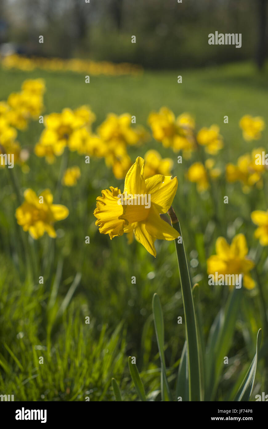 Blooming daffodil, Baden-Wuerttemberg, Germany Stock Photo