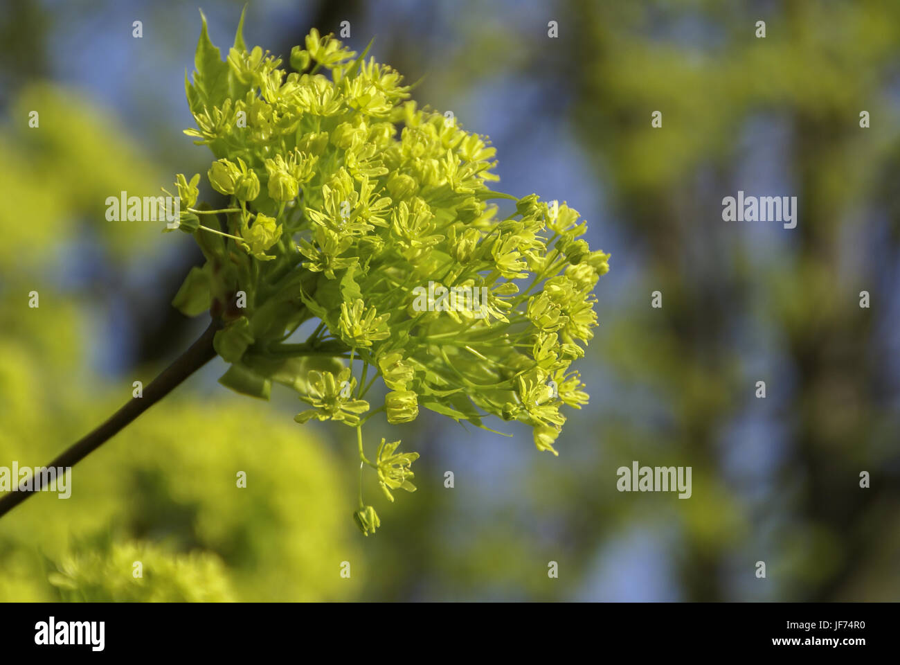 Blooming Norway Maple, Germany Stock Photo