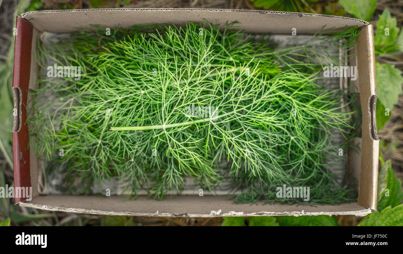 Dill in the box top view Stock Photo