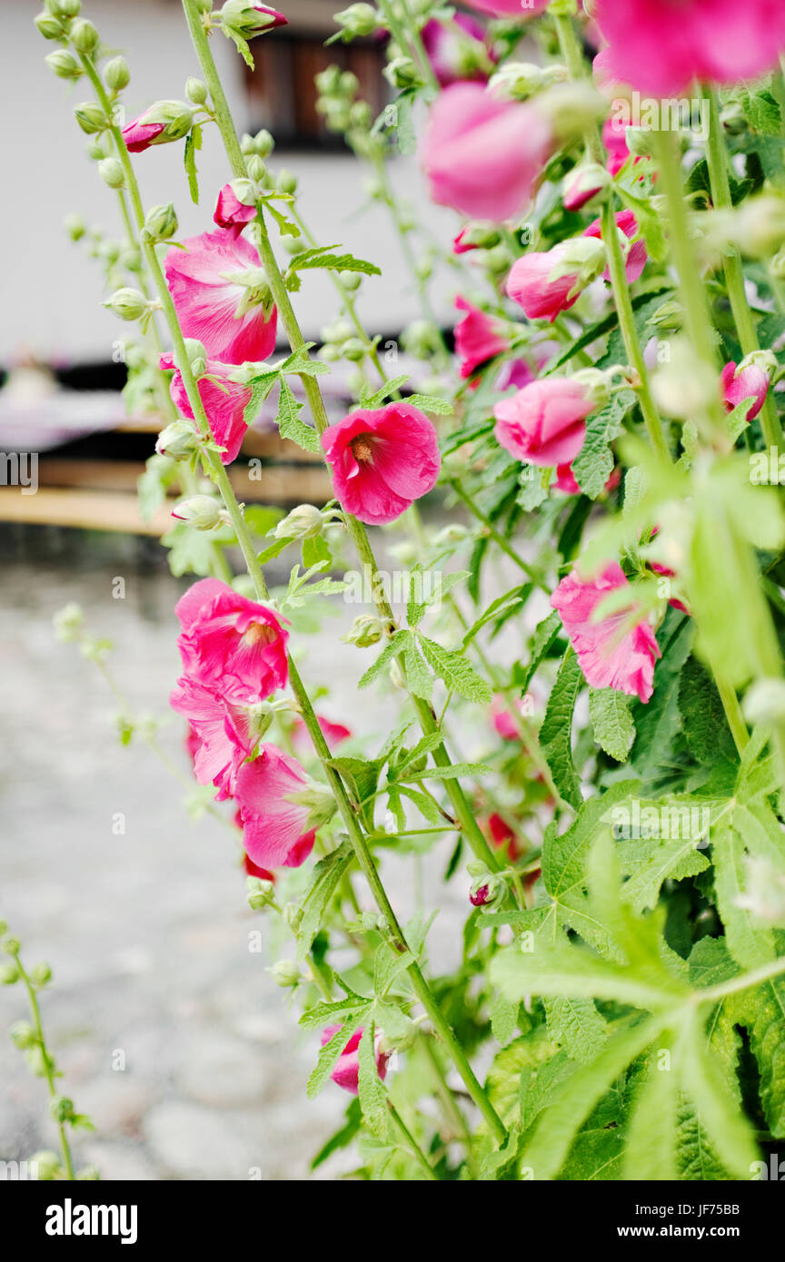 Pink flowers in bloom Stock Photo Alamy