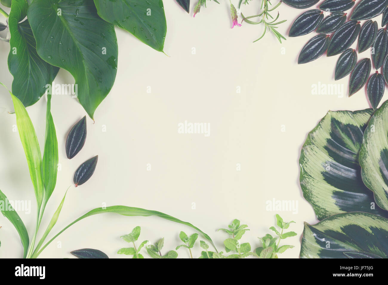 mix of fresh green exotic tropical leaves frame on white background ...