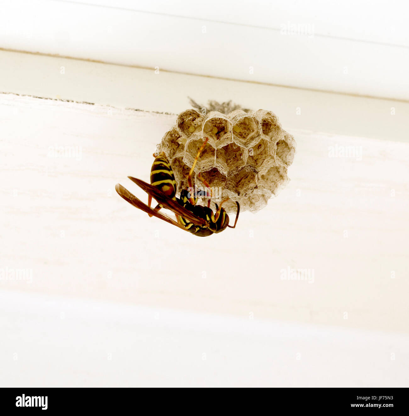 Northern Paper Wasp, Polistes fuscatus, queen depositing eggs in new