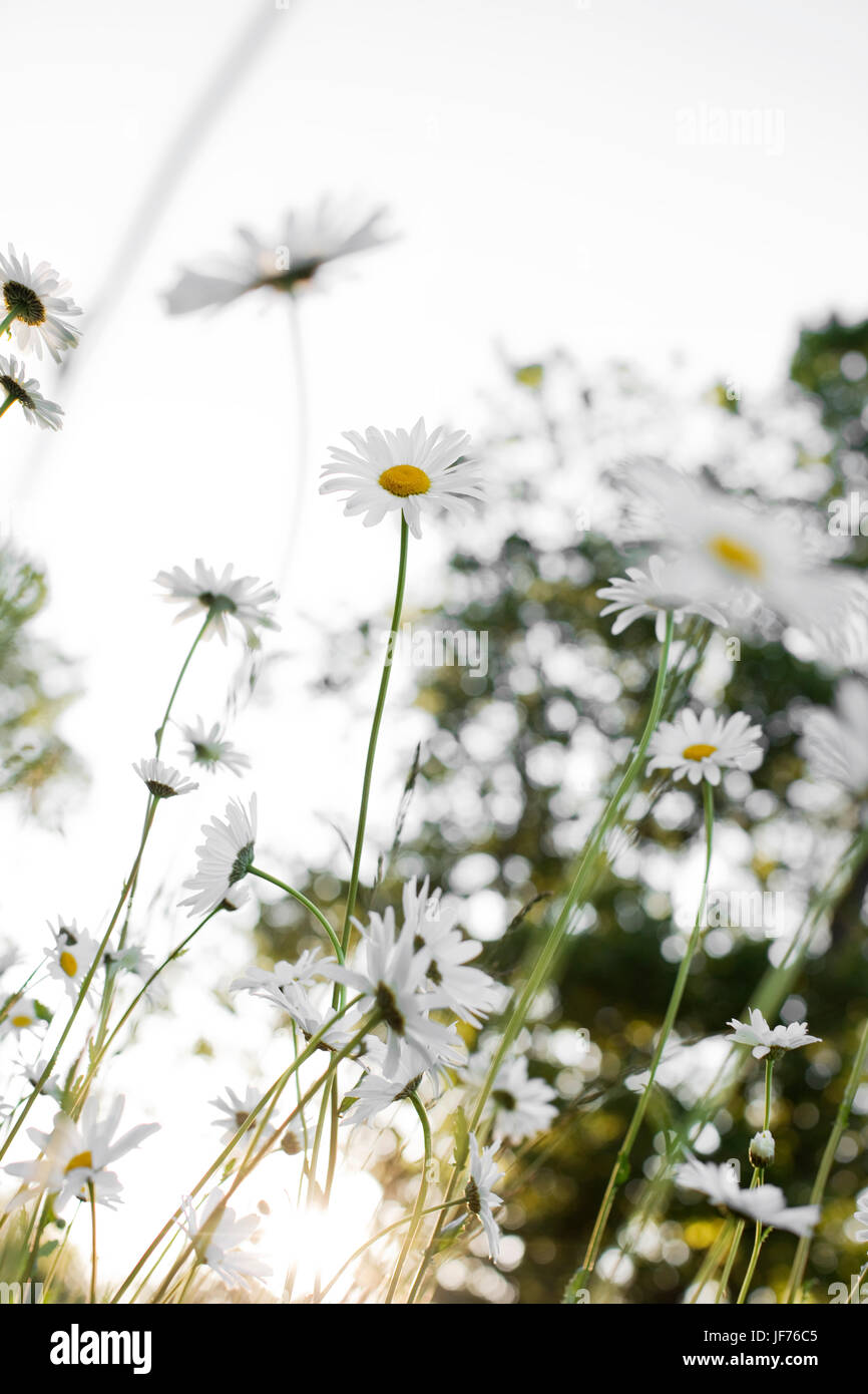 Chamomile in meadow Stock Photo - Alamy
