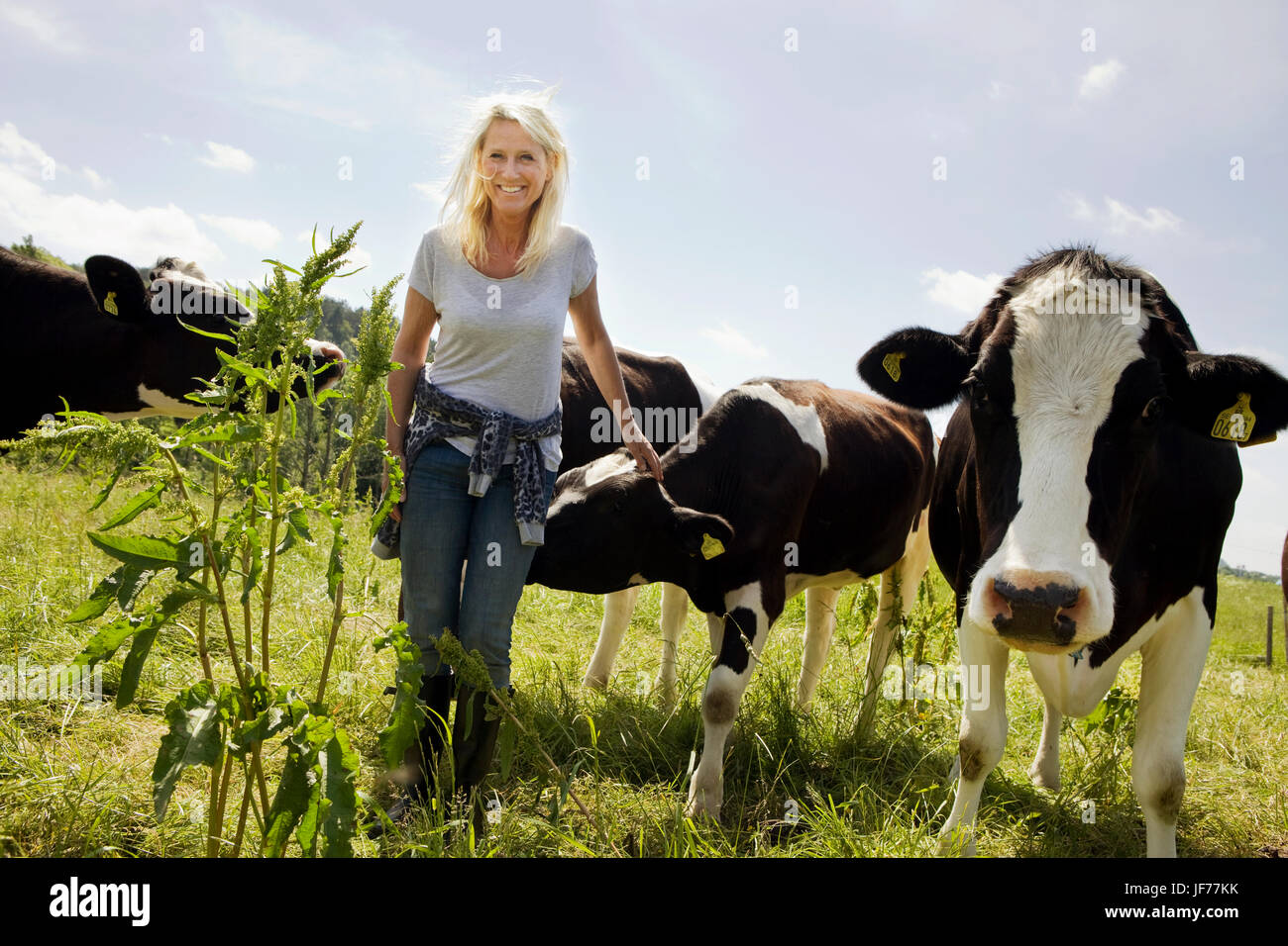 farmer and cows Stock Photo - Alamy