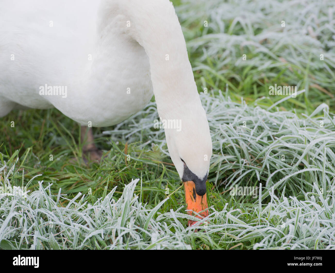 Swan eating grass on the meadow in winter Stock Photo