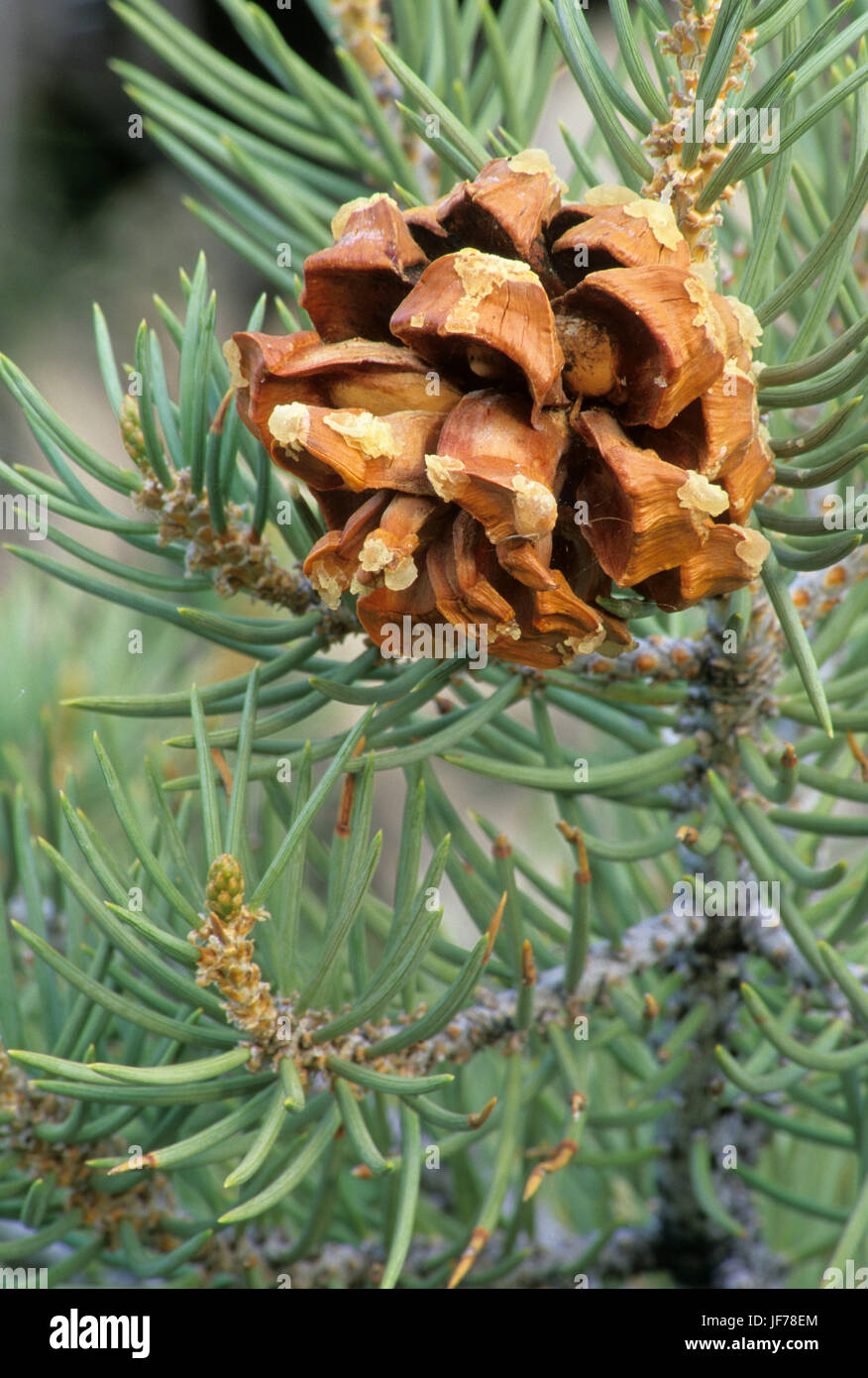 Pinyon pine cone, City of Rocks National Reserve, Idaho Stock Photo