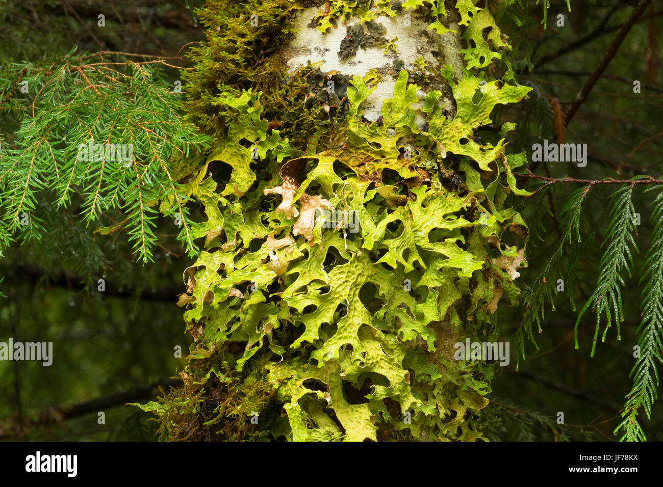 Lettuce lichen on red alder, Clackamas Wild and Scenic River, West Cascades Scenic Byway, Mt Hood National Forest, Oregon Stock Photo