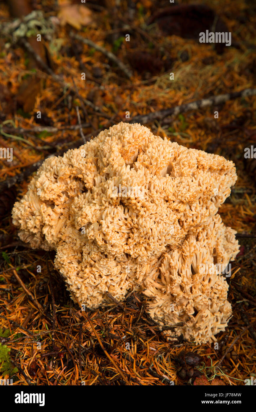 Mushroom along Round Lake Trail, Mt Hood National Forest, Oregon Stock
