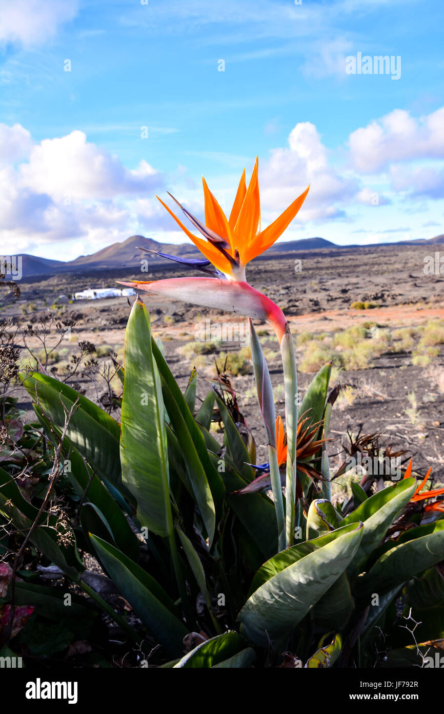 Bird of Paradise Plant in Full Seasonal Bloom Stock Photo Alamy