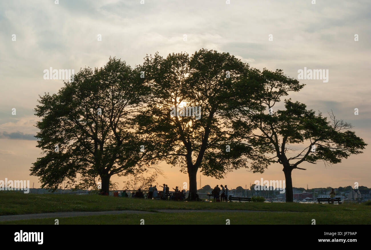 Gathering of friends enjoying a picnic under a grove of trees, at