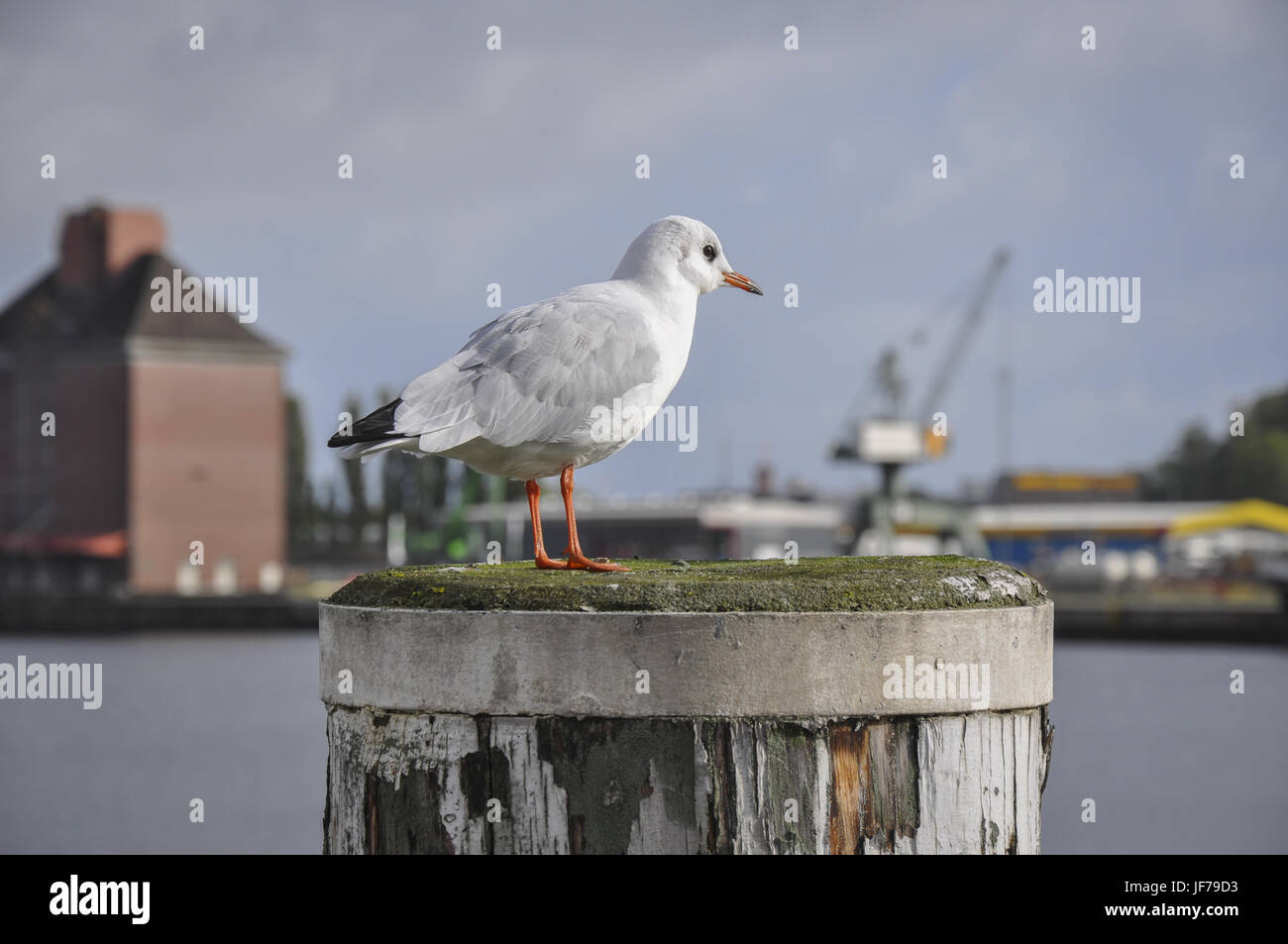 sea gull in port of Flensburg, Germany Stock Photo