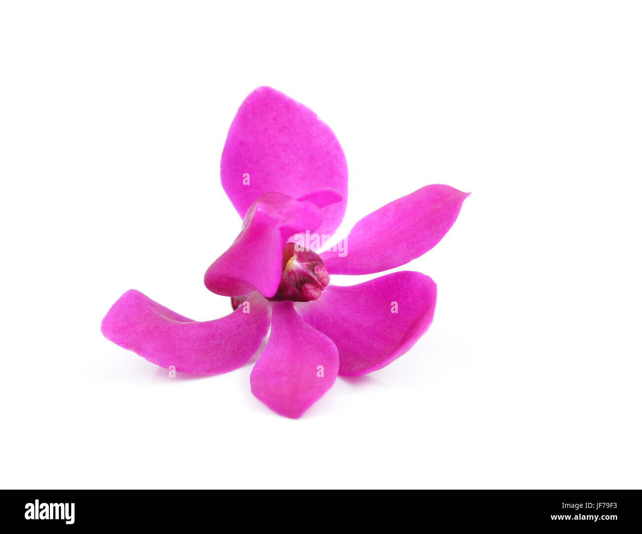 Pink orchid flower isolated on white background Stock Photo - Alamy