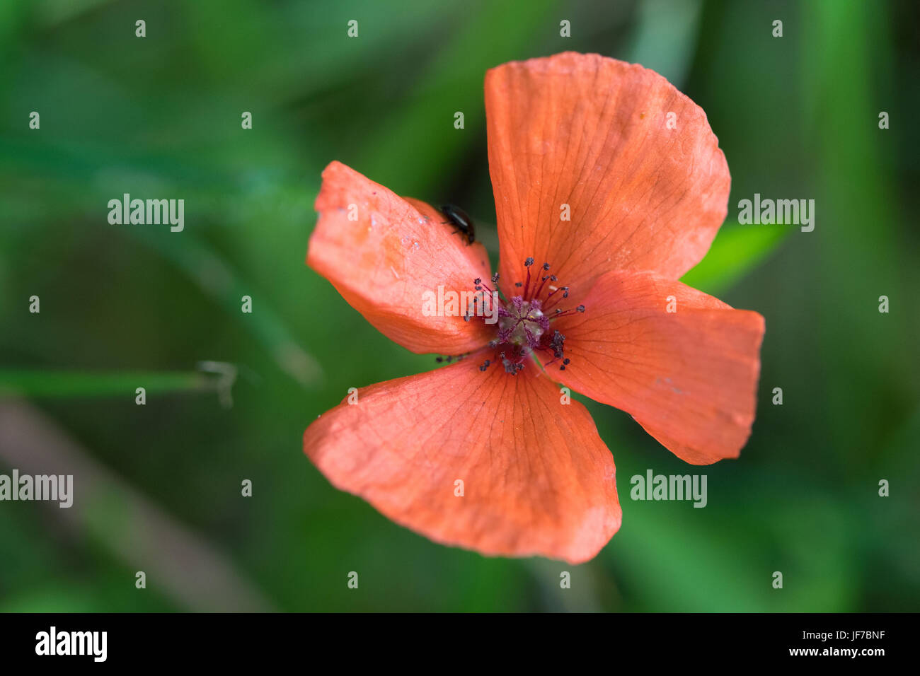 Prickly Poppy (Papaver argemone) flower Stock Photo