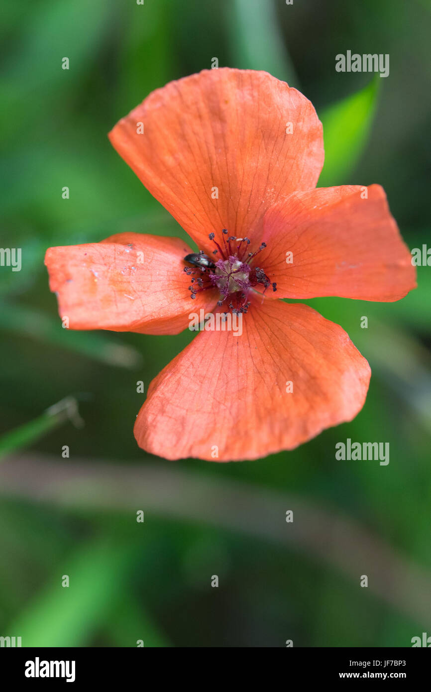 Prickly Poppy (Papaver argemone) flower Stock Photo