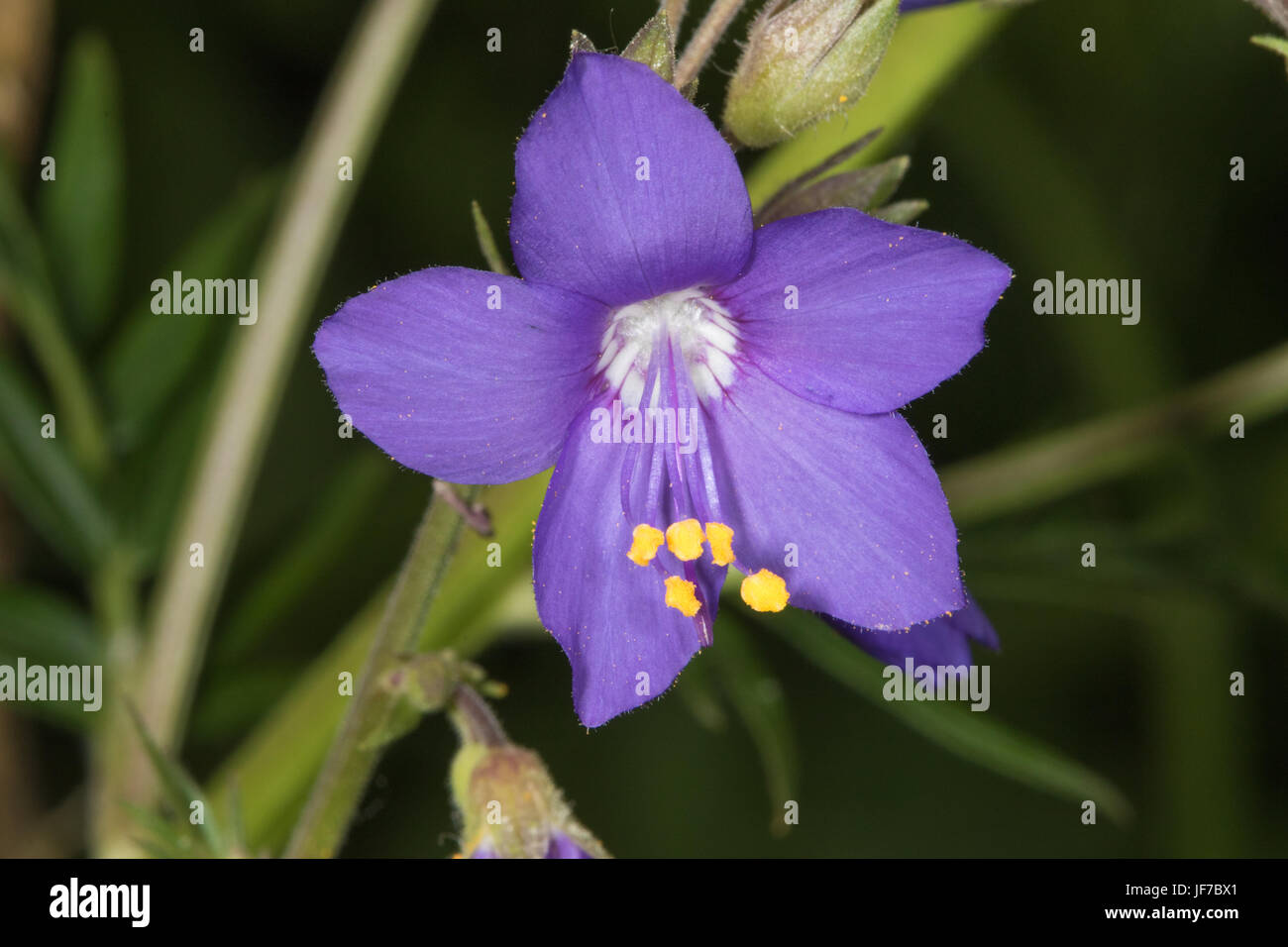 Jacob's-ladder (Polemonium caeruleum) flower Stock Photo