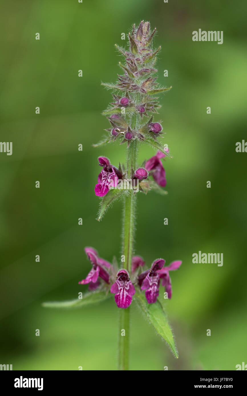 Hedge Woundwort (Stachys sylvatica) flower Stock Photo