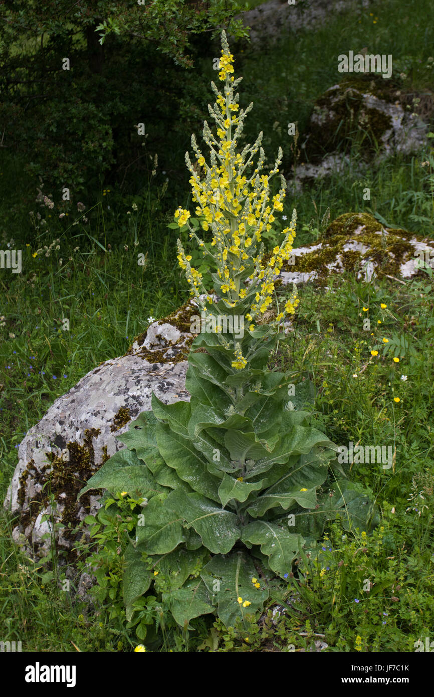 Hoary Mullein (Verbascum pulverulentum) flower Stock Photo