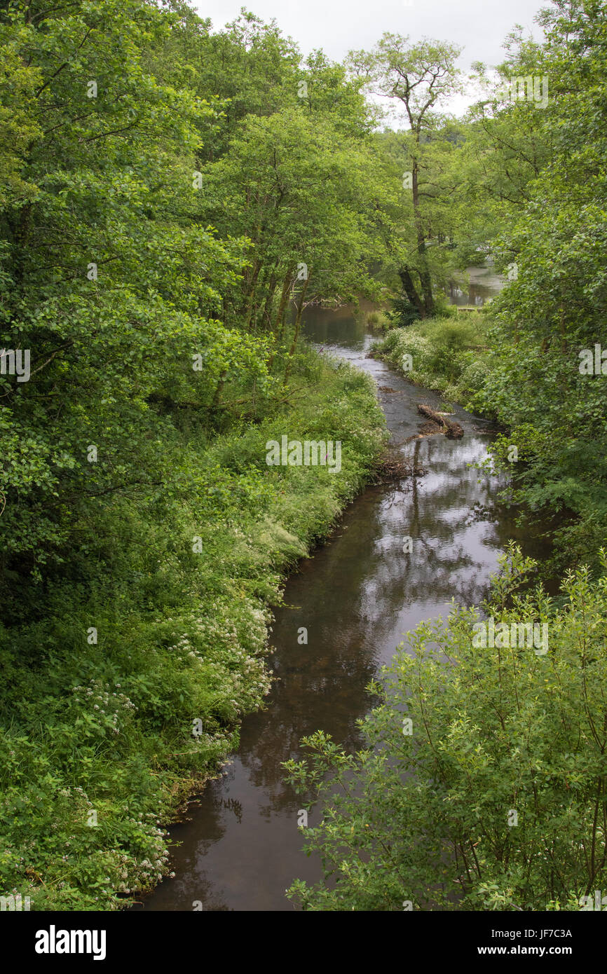 Afon Llan river flowing gently through a wooded valley in spring, Penllergare Valley Woods, Swansea Stock Photo