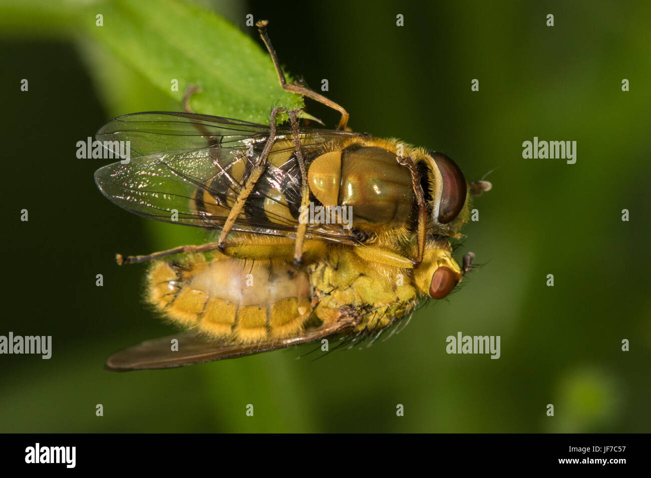 Yellow Dung Fly (Scathophaga stercoraria) preying on a hoverfly (Syrphus sp.) Stock Photo