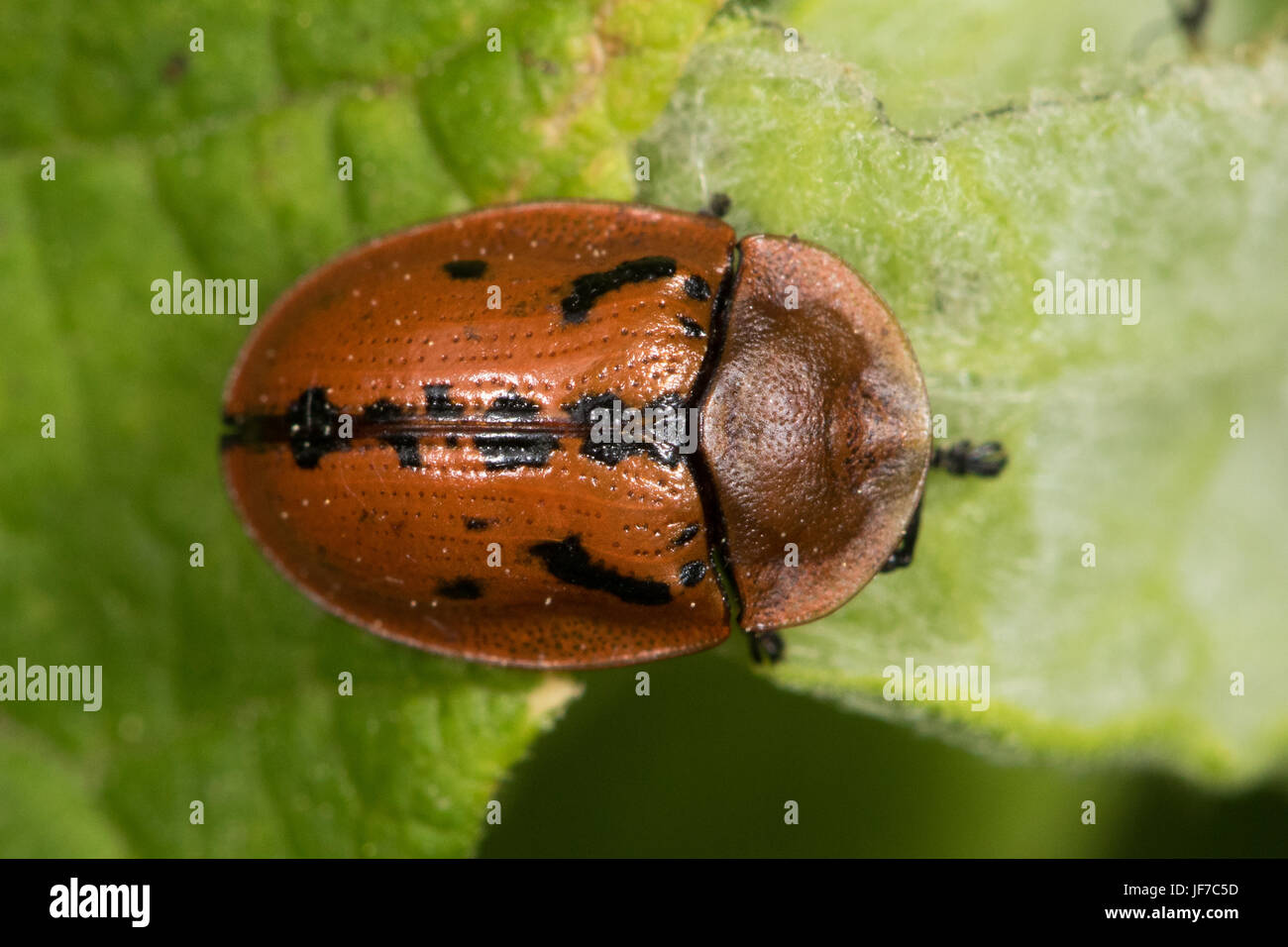 Fleabane Tortoise Beetle (Cassida murraea Stock Photo Alamy