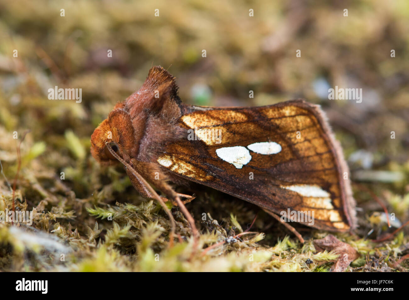 Gold Spot moth (Plusia festucae) at rest on moss Stock Photo