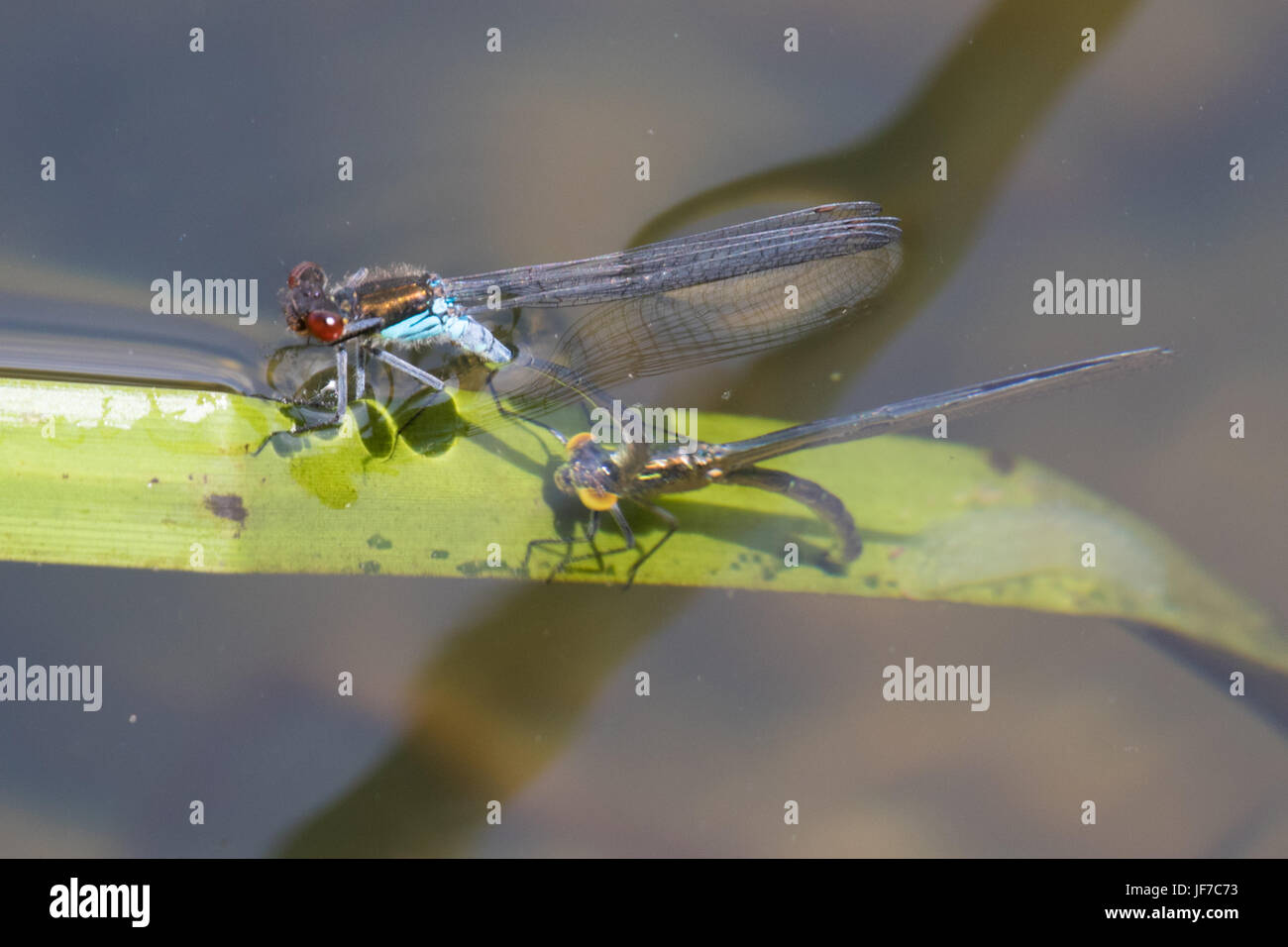 pair of Red-eyed Damselflies (Erythromma najas) in tandem laying eggs under water Stock Photo