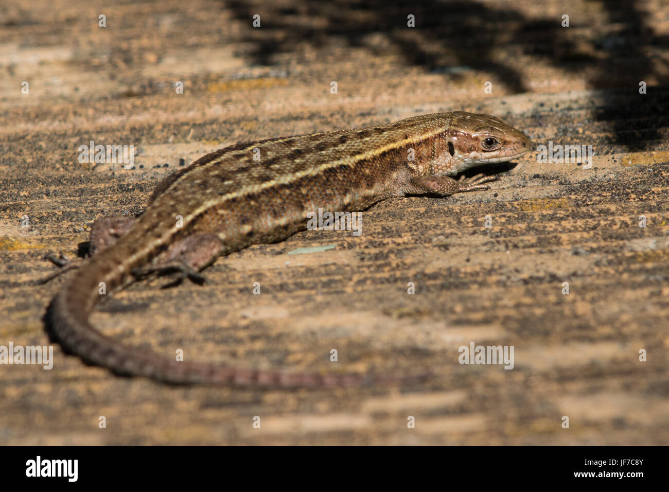 pregnant female Viviparous Lizard (Zootoca vivipara (formerly Lacerta vivipara)) on a wooden boardwalk Stock Photo