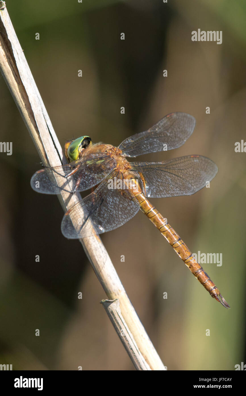 male Norfolk Hawker (Aeshna isoceles) dragonfly basking on a reed stem Stock Photo