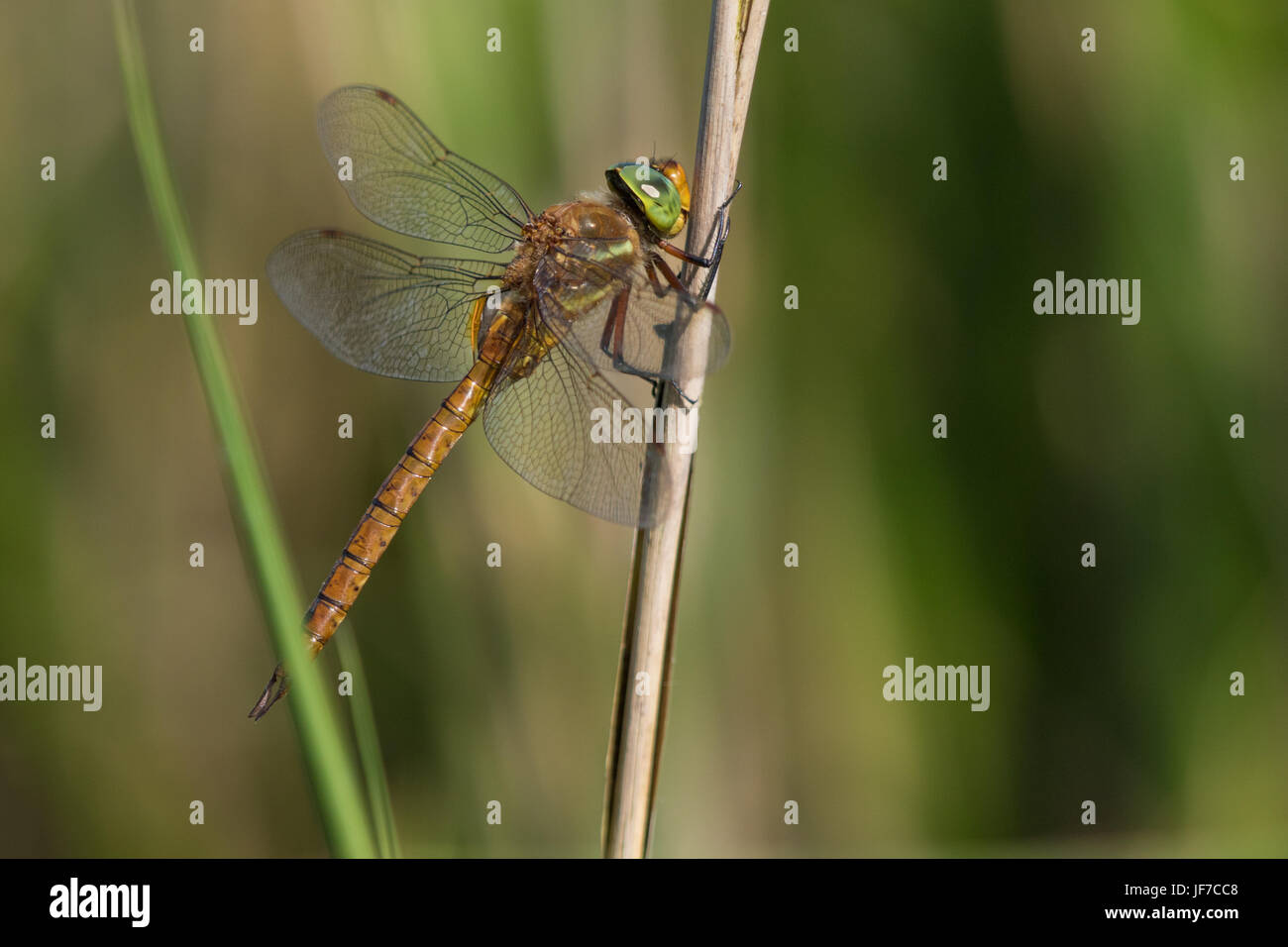 male Norfolk Hawker (Aeshna isoceles) dragonfly basking on a reed stem Stock Photo