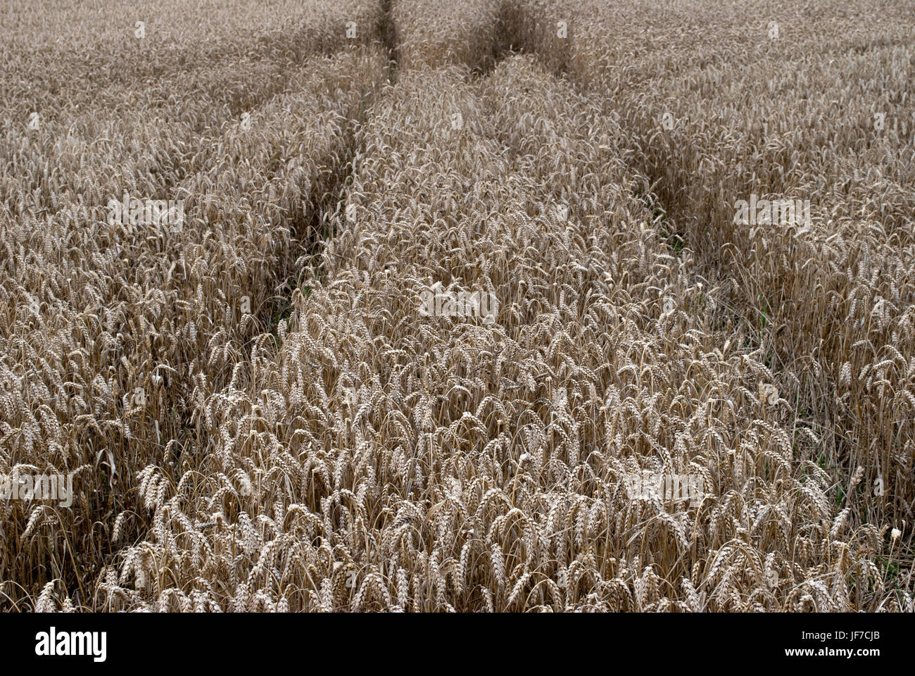Wheat field with tractor ruts Stock Photo